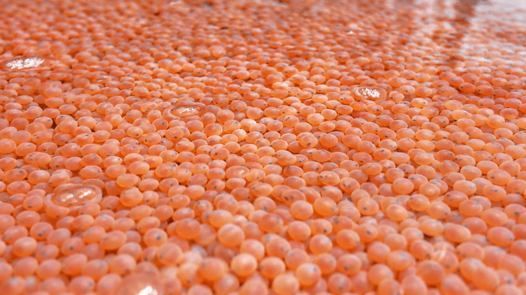 kaldvik_landsouth_eggs